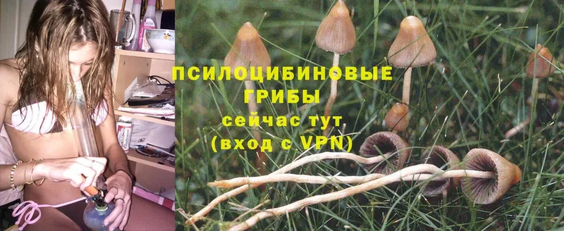 купить   Оленегорск  Псилоцибиновые грибы Psilocybe 